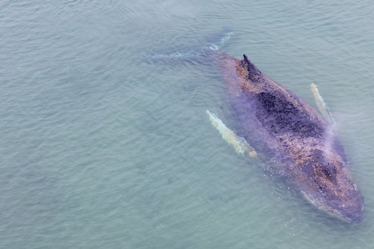 Gestrandeter Buckelwal in der Ostsee: Probelauf mit Bagger geplant, Experte nicht optimistisch