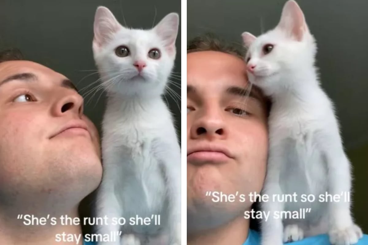 Do Runts Of The Litter Stay Small