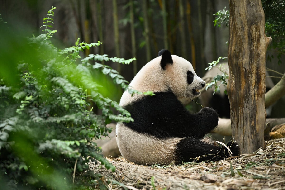 Meet the world's oldest panda