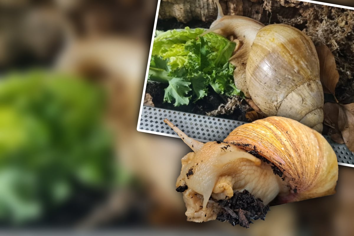 Ungew-hnliche-Bewohner-im-Tierheim-suchen-neues-Zuhause