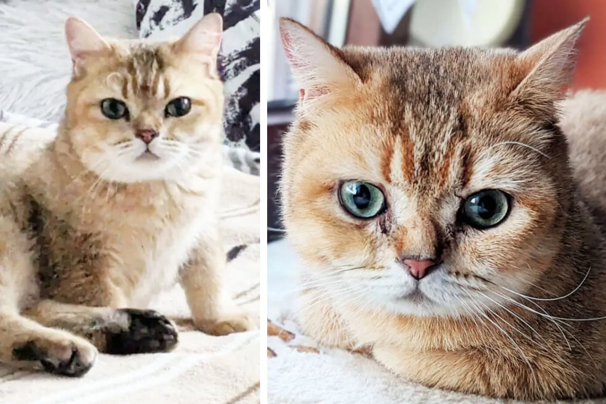 Mutierte Beine machen Katze zu schaffen: Selma sucht dennoch schönes Leben