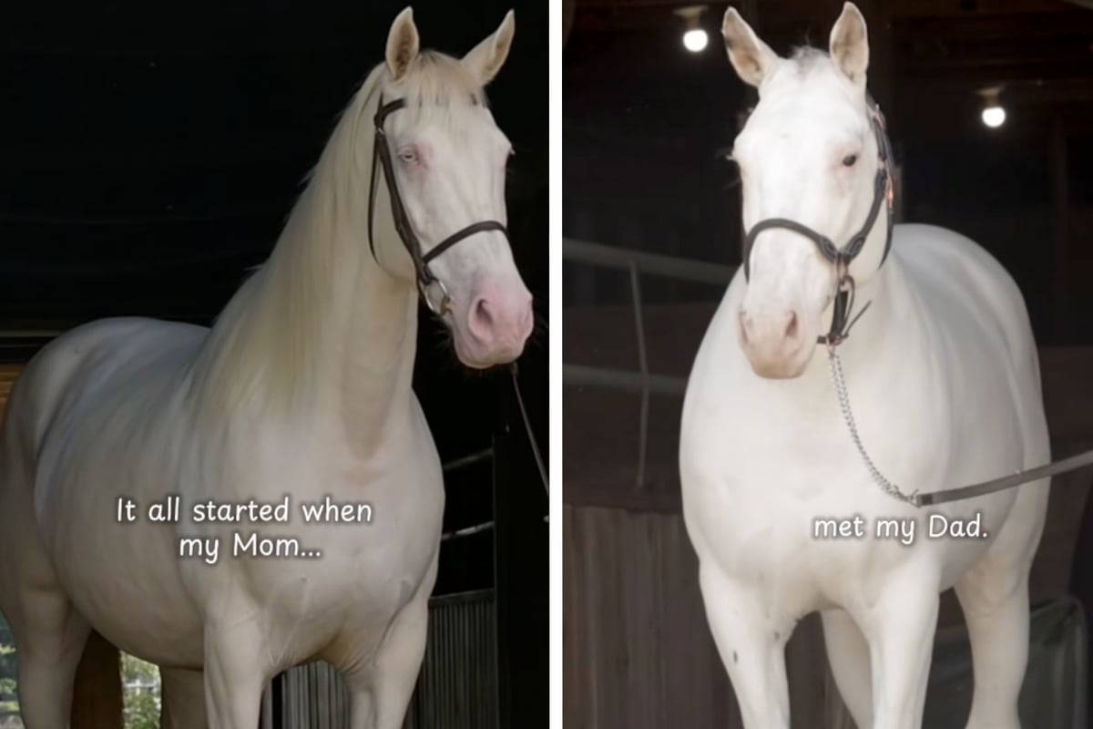 Two snow white horses make "leopard"-patterned baby! Pet owner breaks down the science in viral post