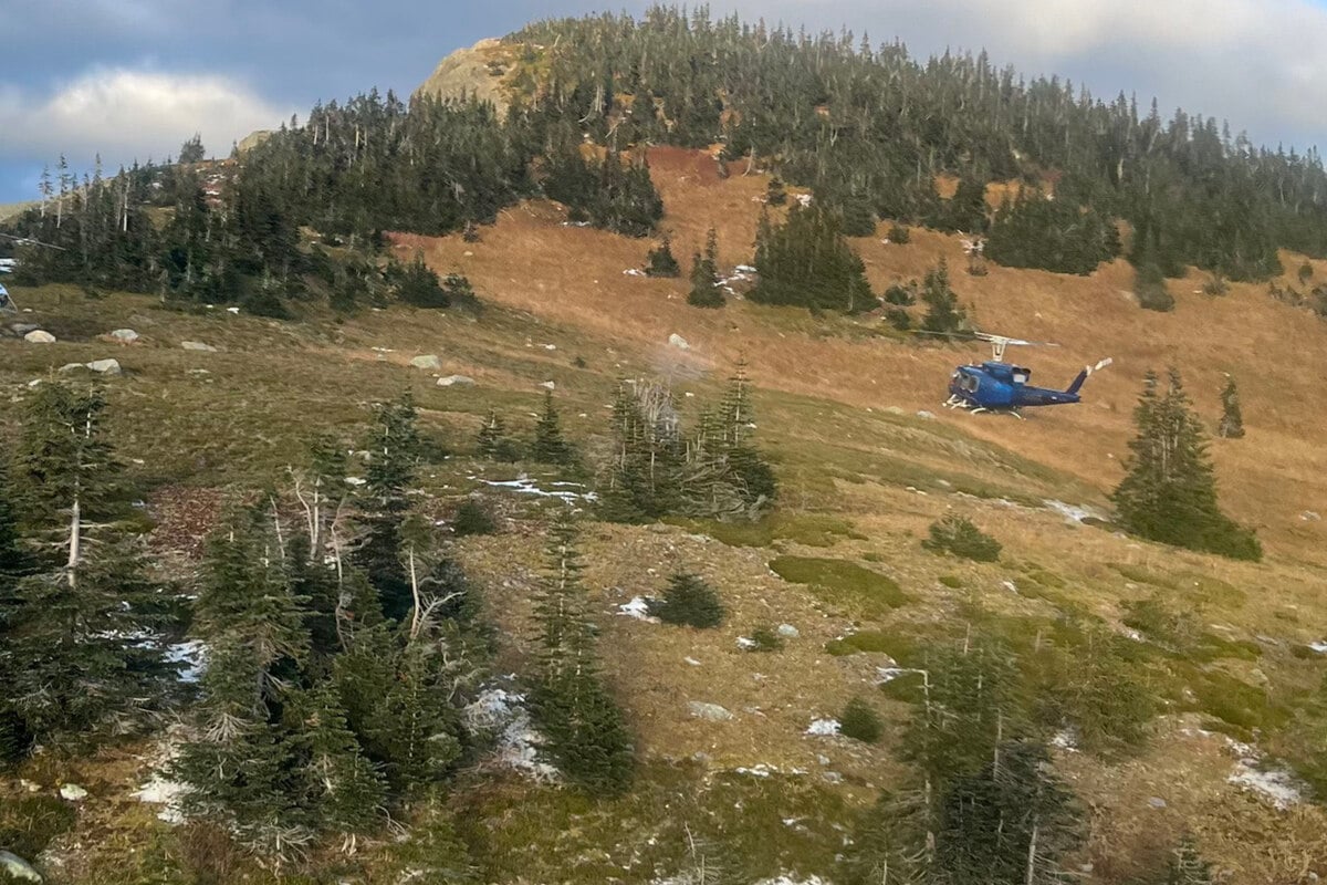 Sie kamen ihren Jungen zu nah: Zwei Wanderer von Grizzlybärin angegriffen