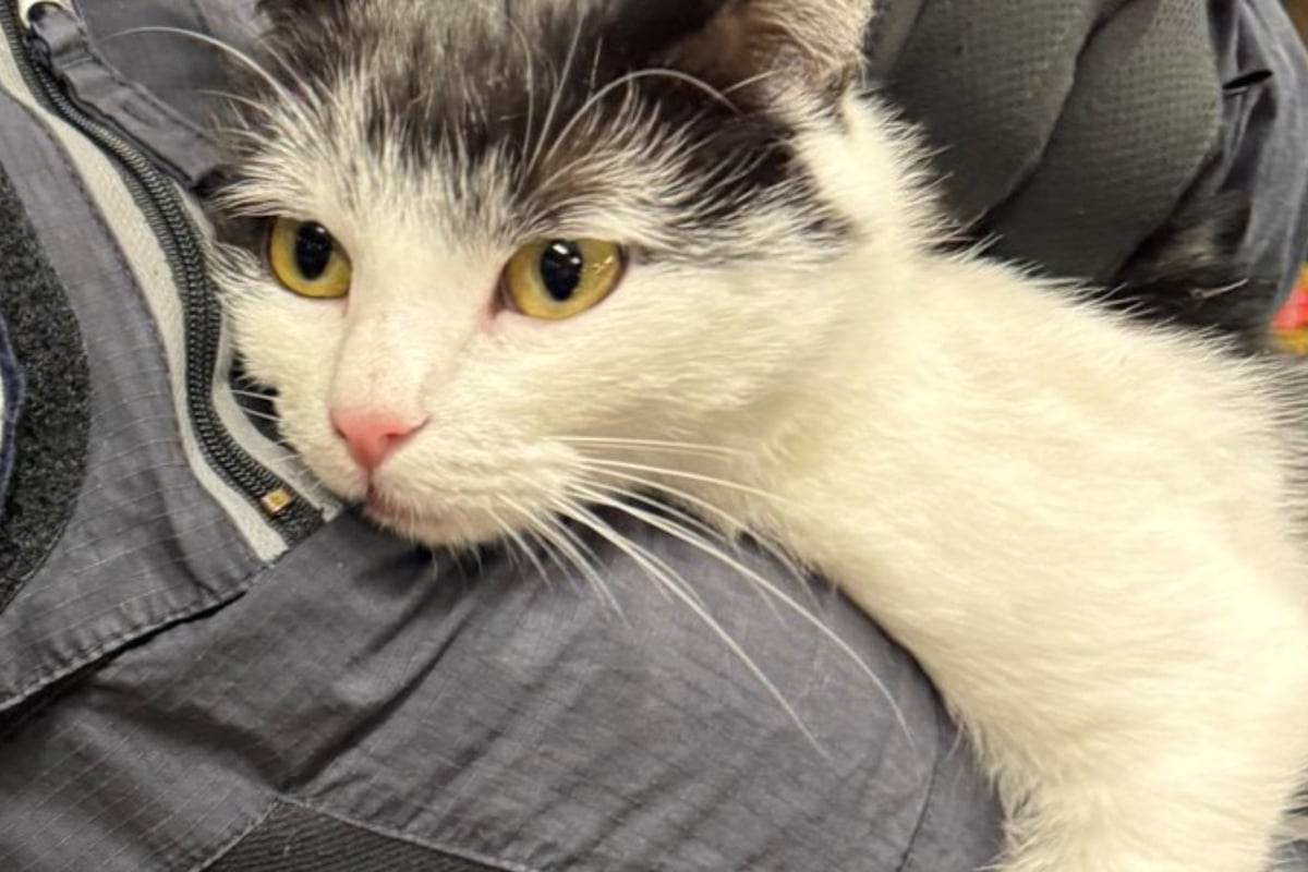 Ungew-hnlicher-Schwarzfahrer-in-Regionalbahn-l-st-Polizeieinsatz-aus