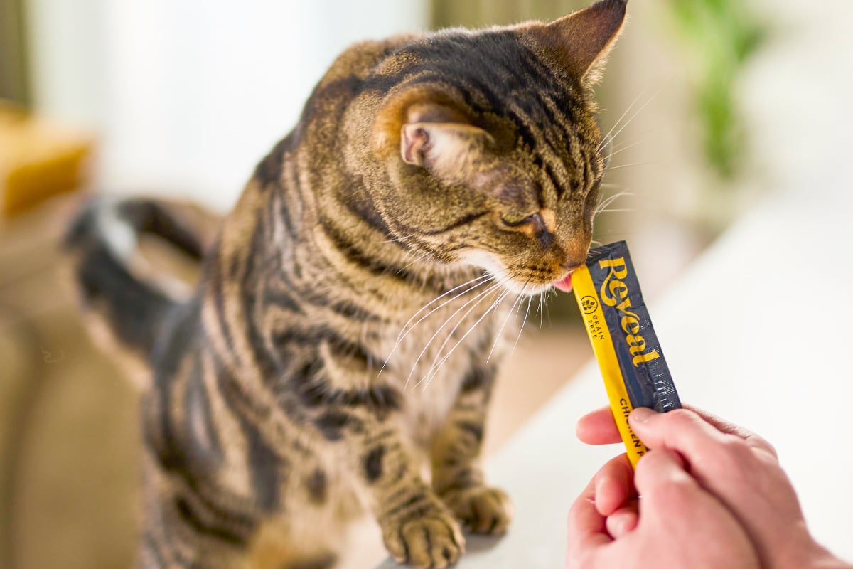 When Your Cat Becomes a Picky Eater, Reveal Has You Covered