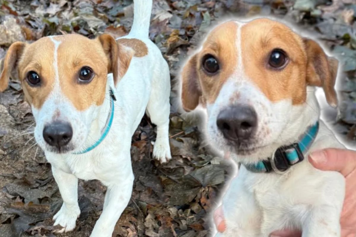 Kleiner-Hund-wird-einfach-sich-selbst-berlassen-Er-ist-ein-superlieber-Kerl-