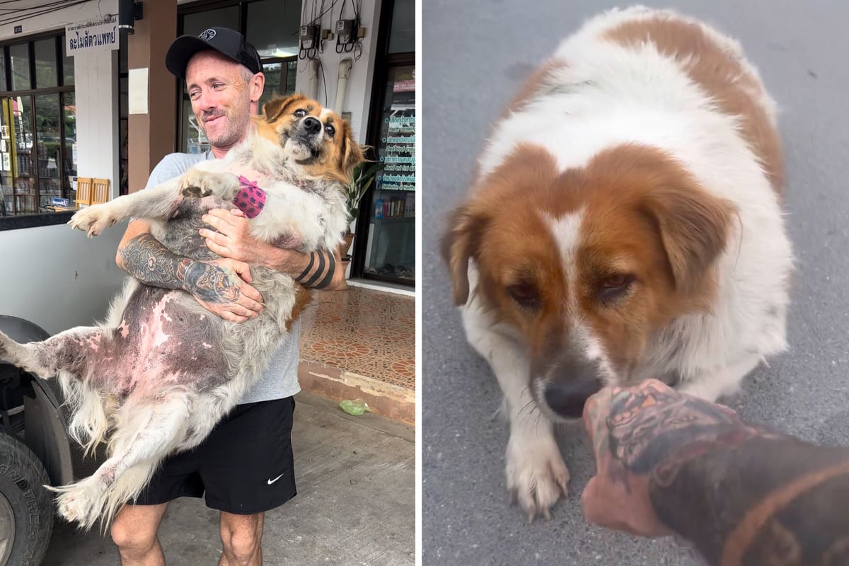 Mann rettet sehr übergewichtigen Hund: Was er mit ihm macht, beeindruckt Millionen