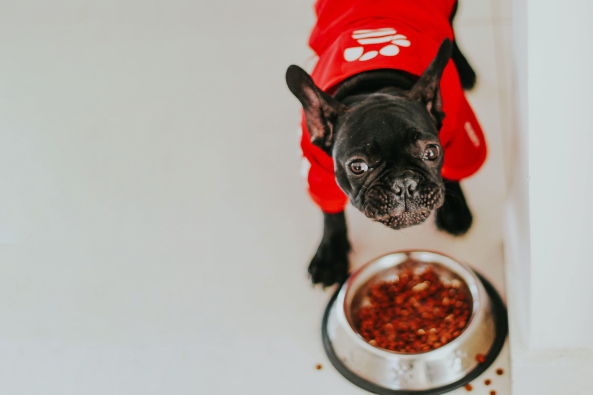 Wet vs. dry dog food What is the best dog food?