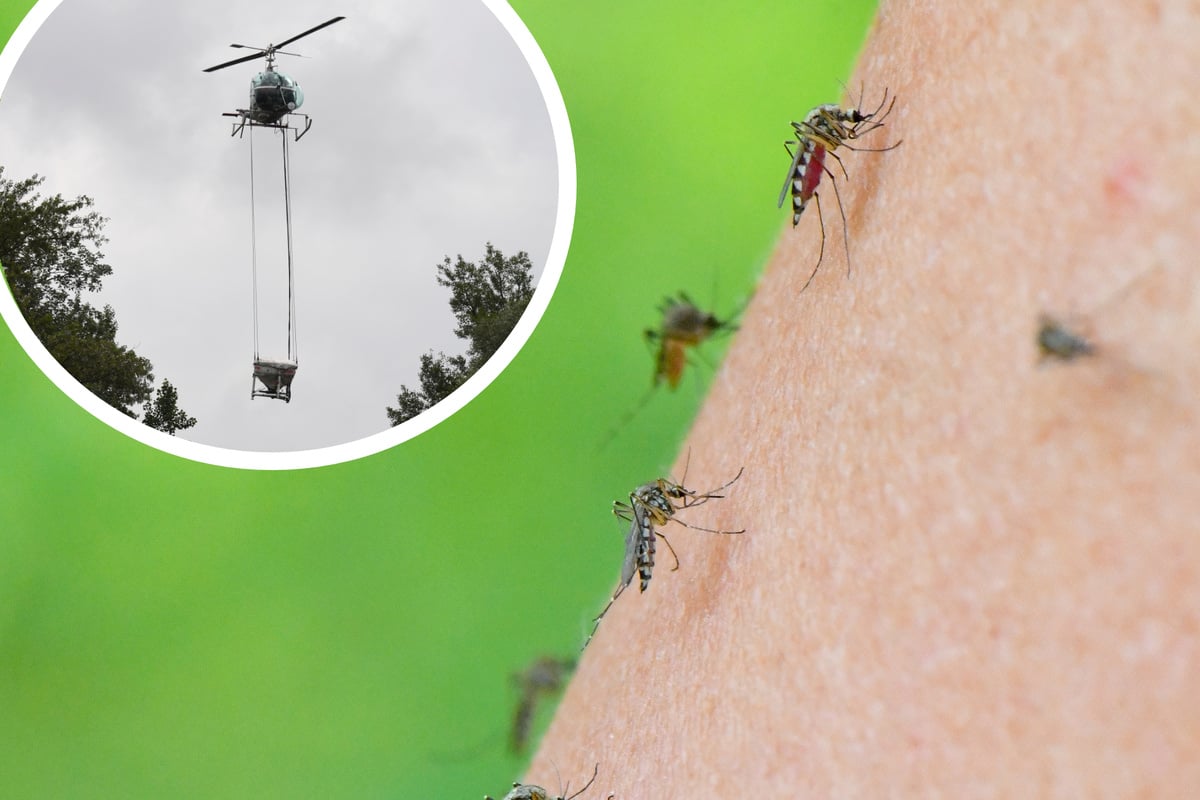 Stechmücken-Plage im Südwesten: Hält sie den ganzen Sommer an?