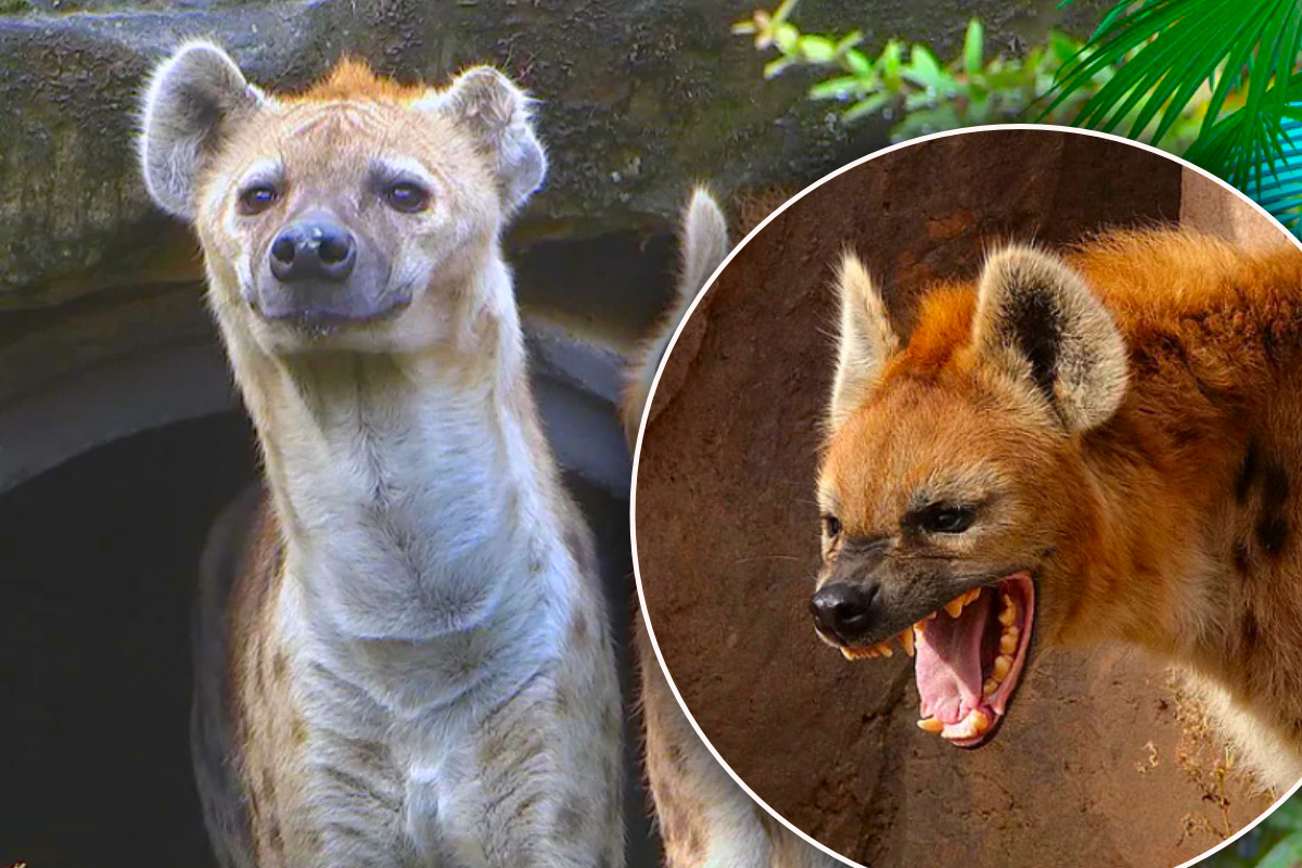 Flotter-Dreier-bei-Leipzigs-Hy-nen-doch-pl-tzlich-ist-die-Stimmung-im-Eimer