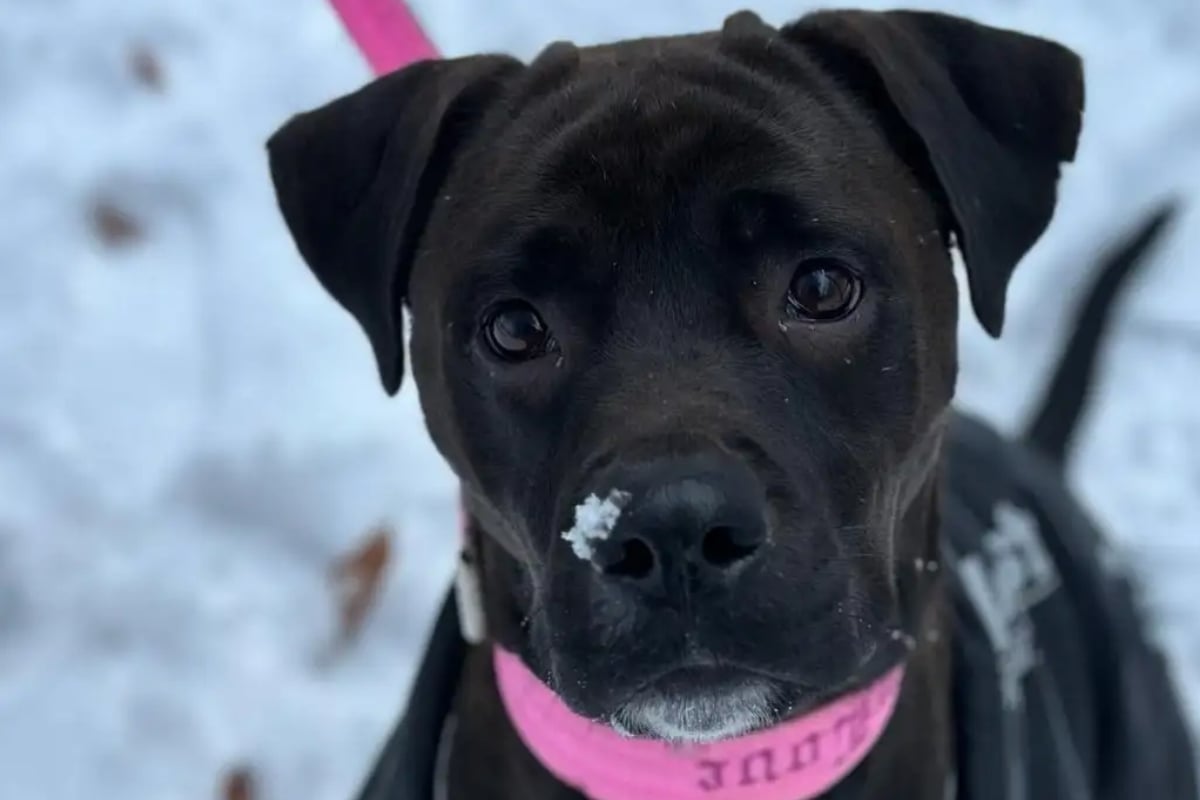 Lottis-Welpen-sind-alle-schon-weg-Wer-schenkt-der-H-ndin-ein-Zuhause-