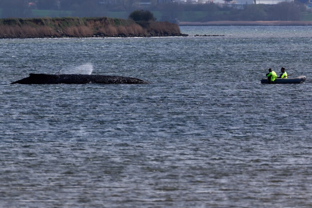 Kommt jetzt doch noch die spektakuläre Wal-Rettung?