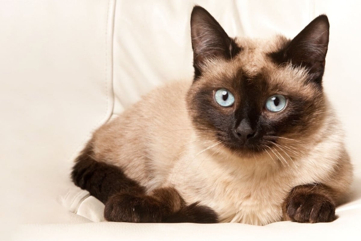 10 Small Cat Breeds That Look Like Cuddly Kittens Forever