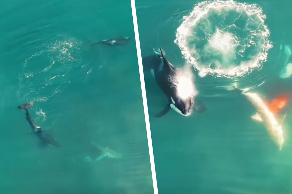 Bloody Video: Orcas maul giant white shark and eat its liver