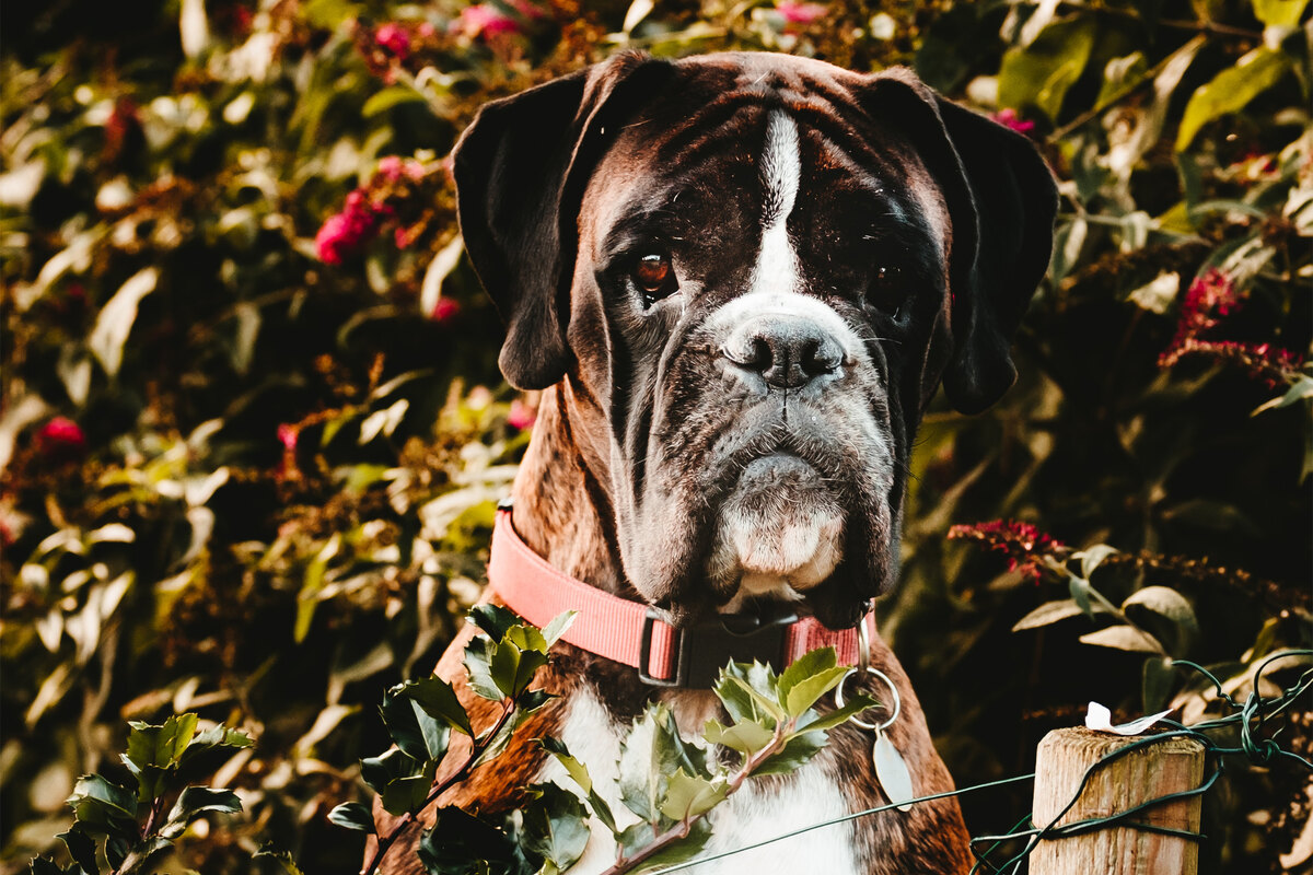 guard-dog-training-how-to-protection-train-a-dog