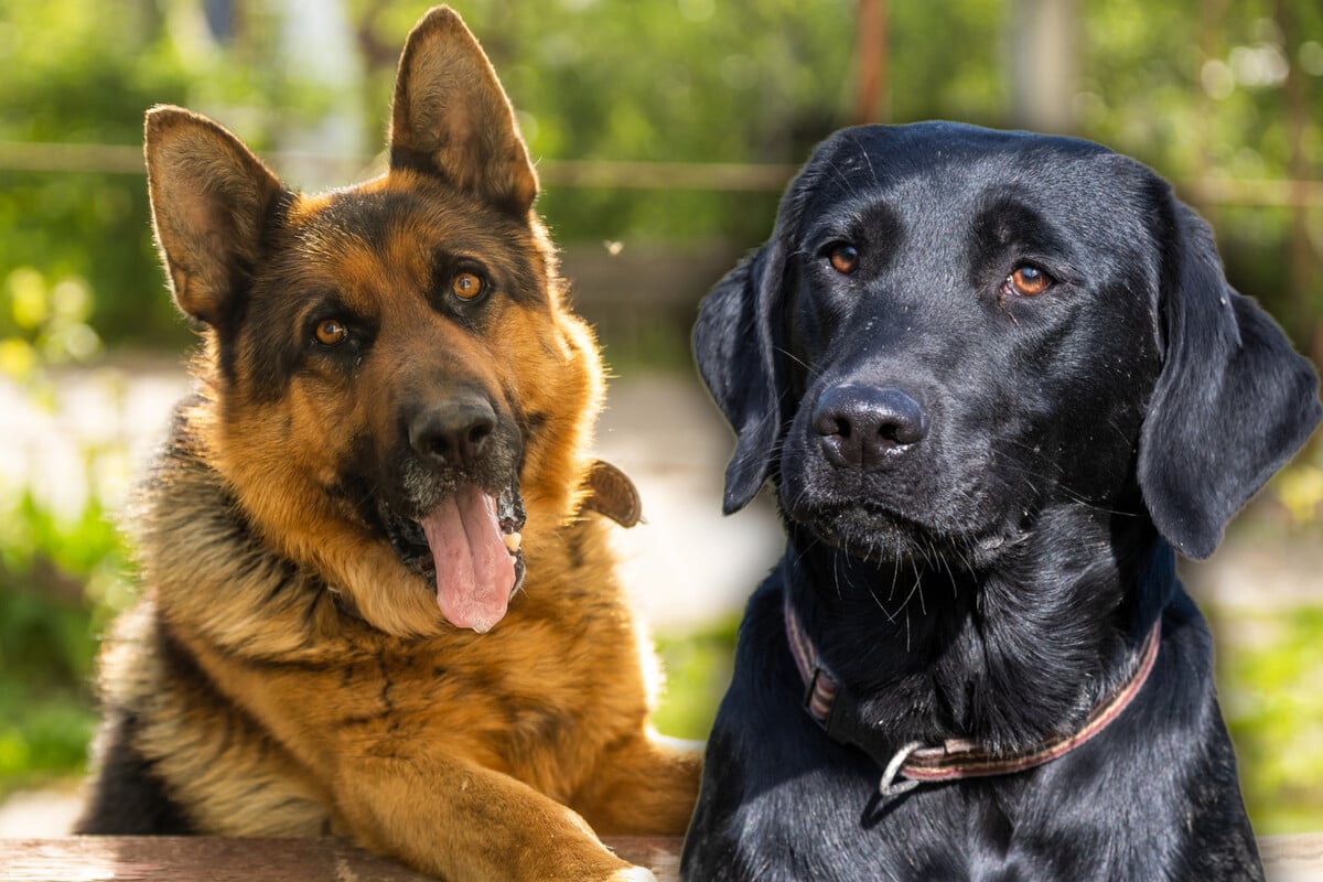 Schicker Labrador-Schäferhund-Mix: So sehen die Mischlinge aus