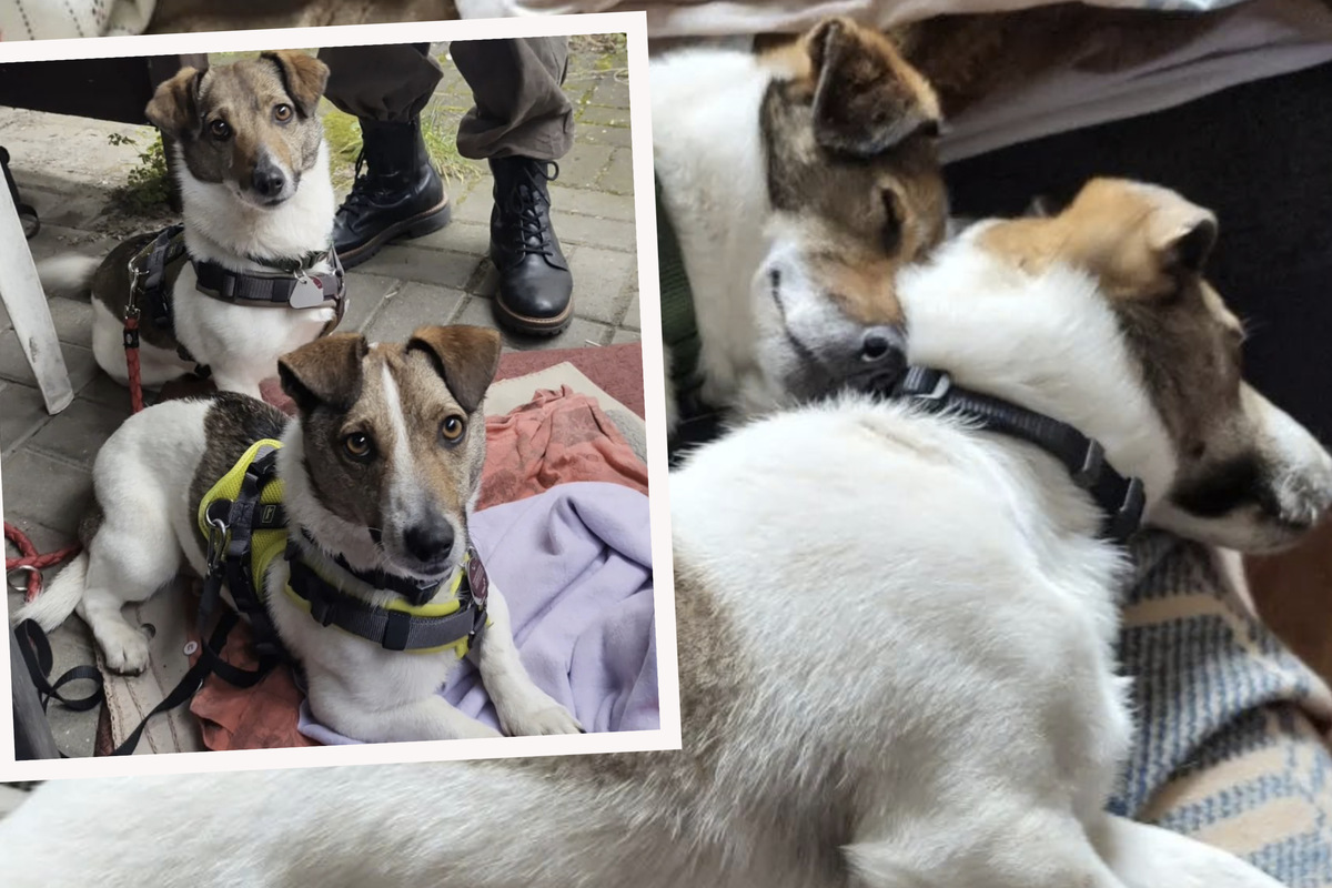 Hunde aus der Ukraine gerettet Happy End für drolliges TerrierPärchen