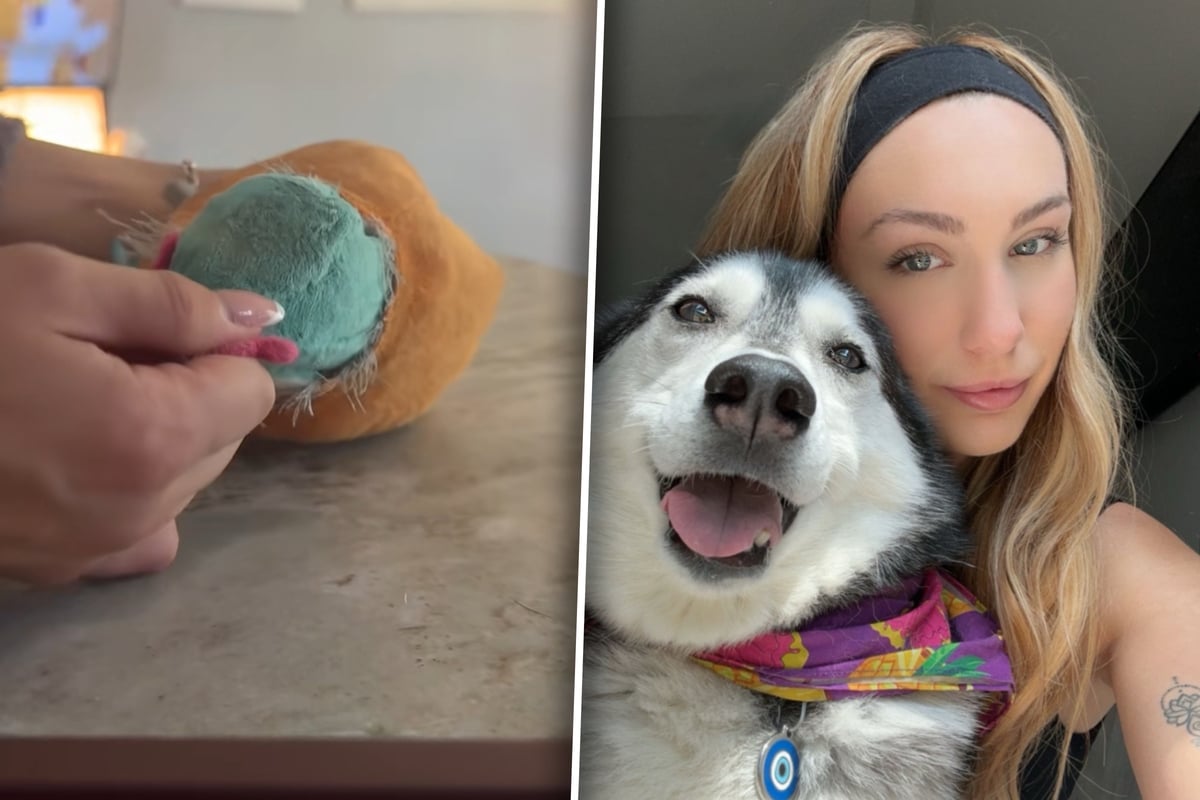Husky-macht-Pl-schtier-kaputt-Was-Frau-darin-findet-hat-sie-nicht-erwartet