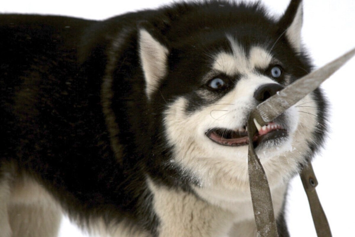 How to stop a dog from biting its leash