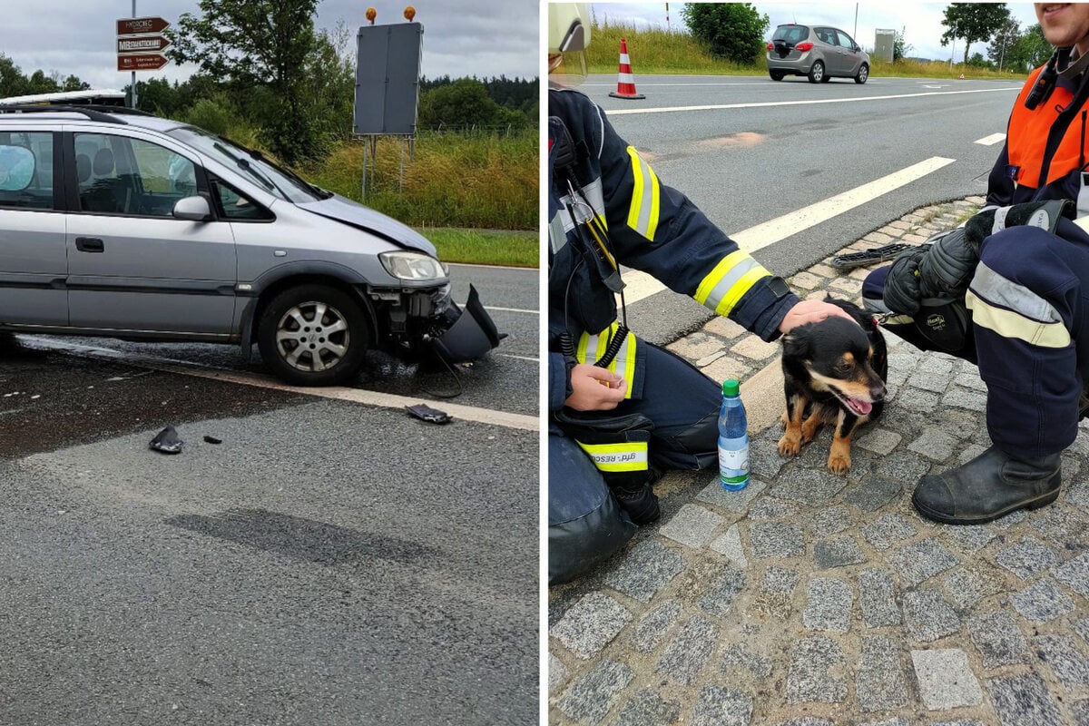 Feuerwehrmann aus Sachsen rettet Hund in Bayern!