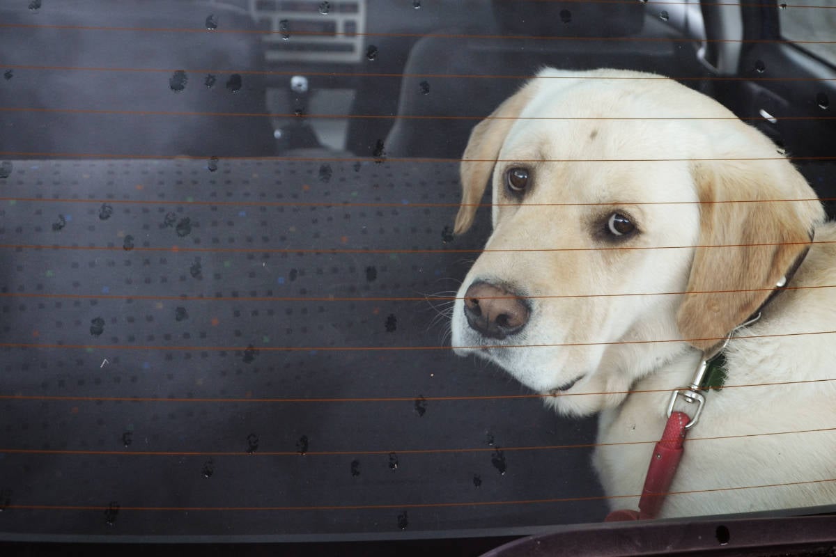 Paar lässt Hunde für Shopping-Tour in Hitze-Auto zurück: Für einen kommt jede Hilfe zu spät