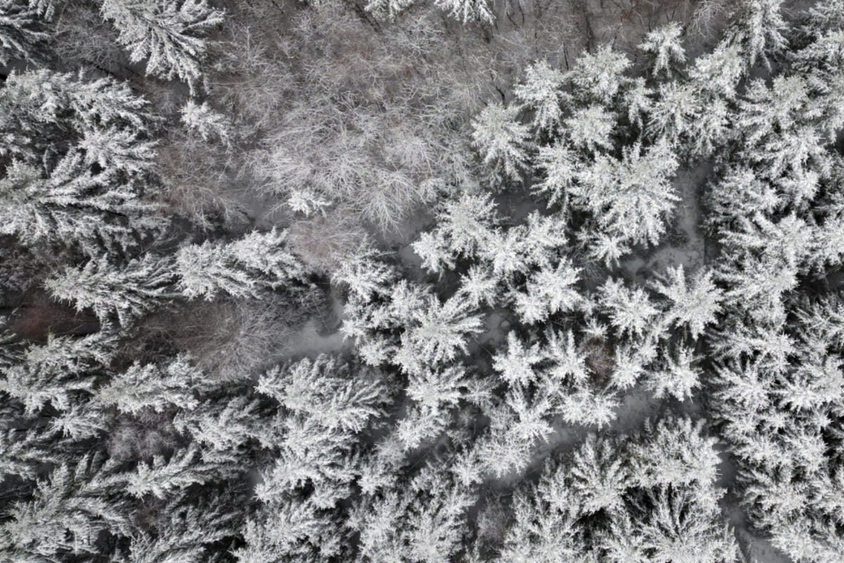 M-dchen-irren-bei-Minusgraden-und-Dunkelheit-durch-Wald-Dieser-Trick-rettet-sie