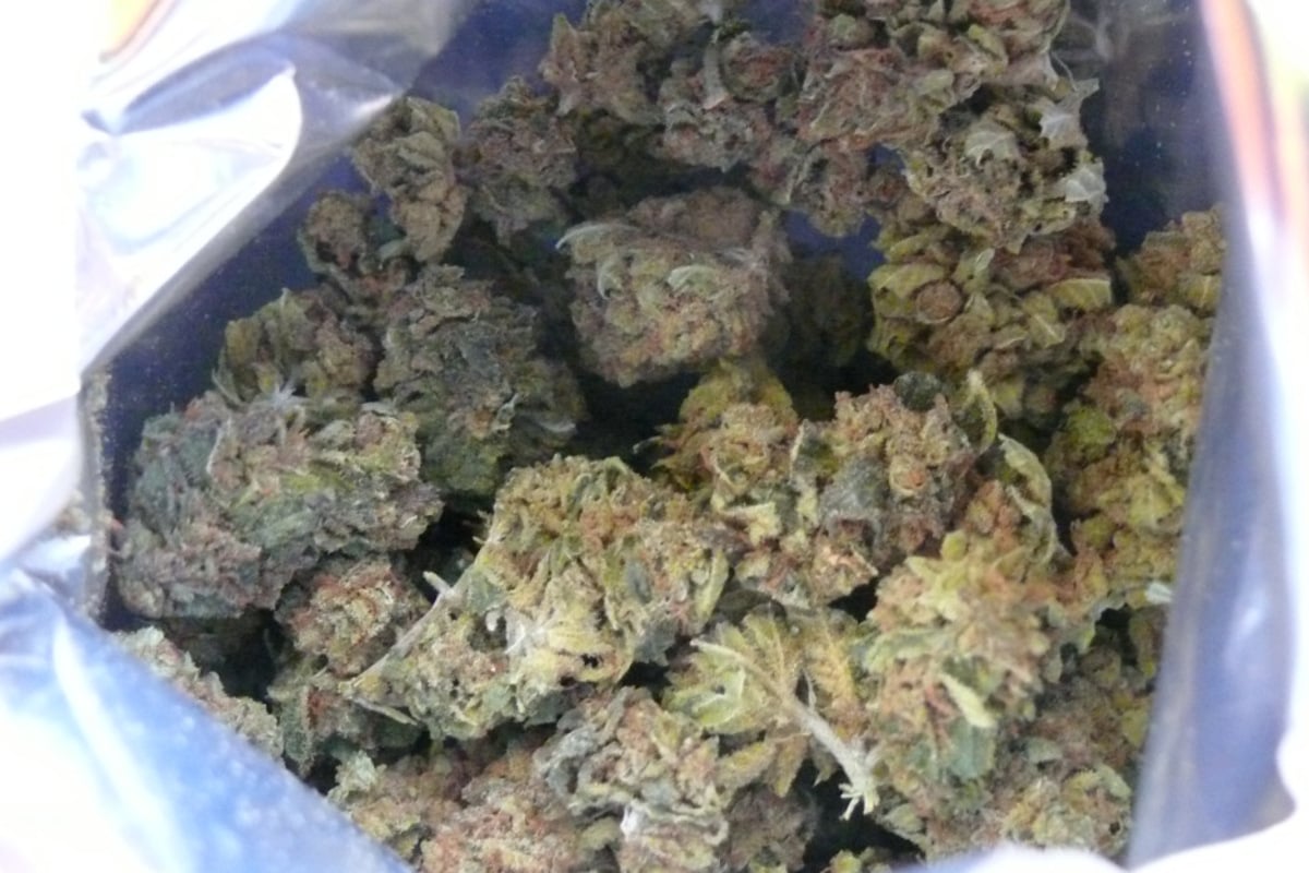 Haltbarkeitsdatum-berschritten-Zoll-macht-632-Kilogramm-Marihuana-platt
