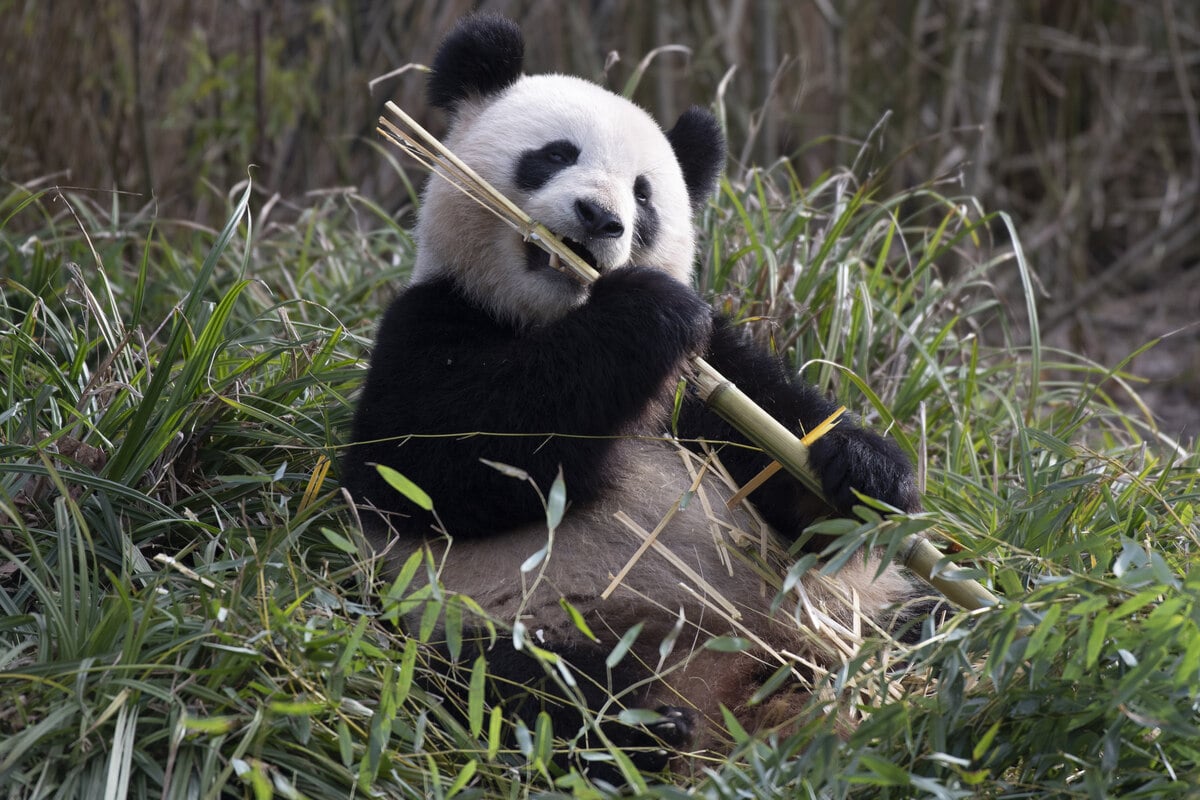 Pandas kurz vor Paarung: Bald Babys im Berliner Zoo?