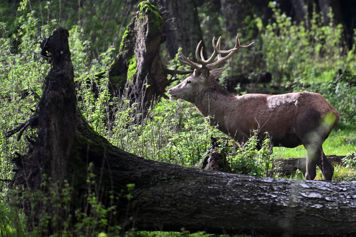 Hirsch im Gartenteich getötet Behörden prüfen Fall im Spreewald