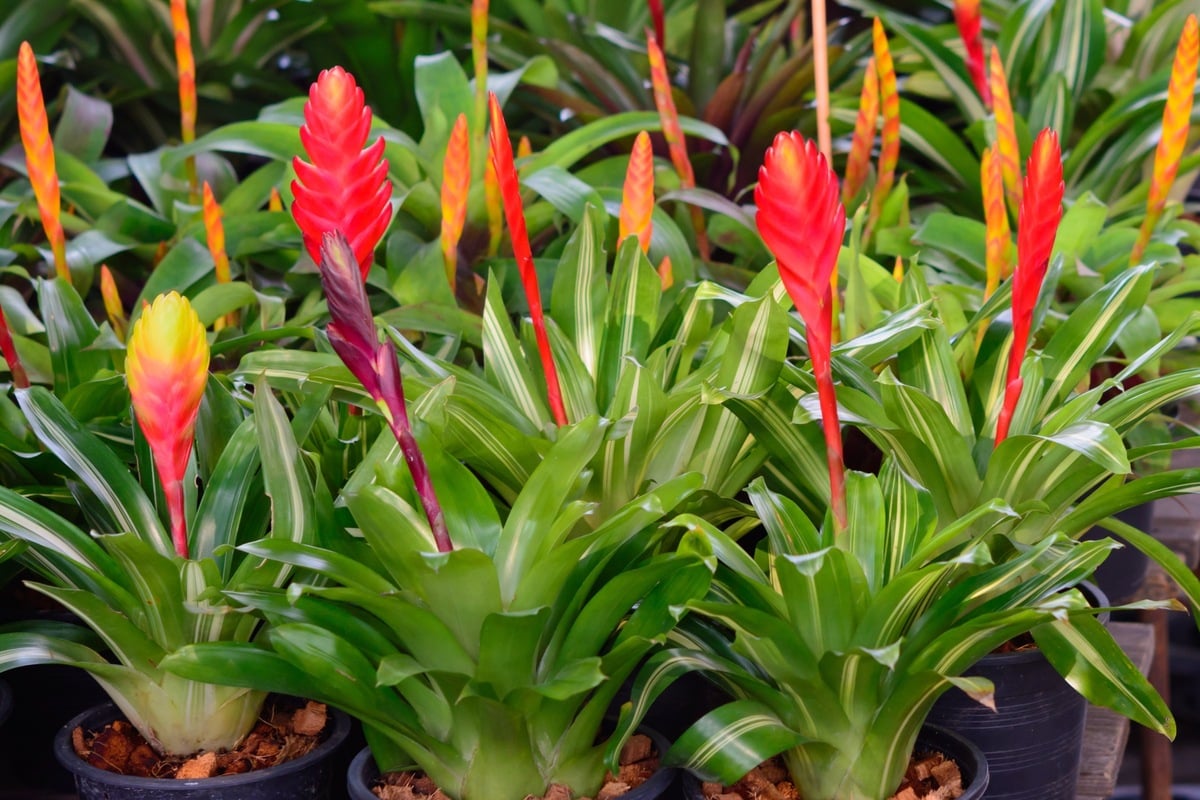 Bromelien-richtig-pflegen-pflanzen-und-vermehren