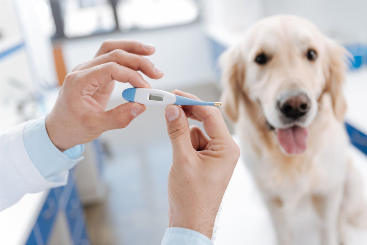 Dog fever symptoms and treatment How to tell if a dog has a fever