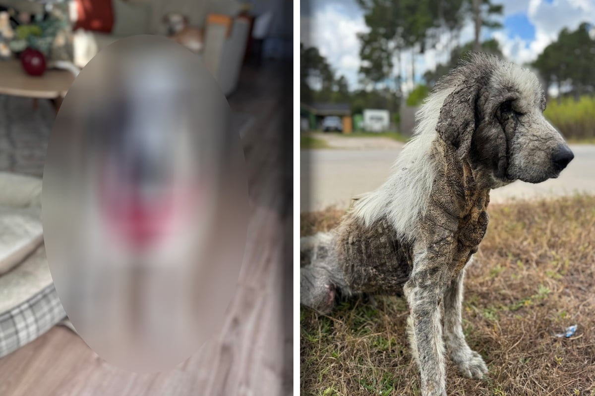 Hund wird über Jahre von allen ignoriert: Nach seiner Rettung legt er erstaunliche Verwandlung hin