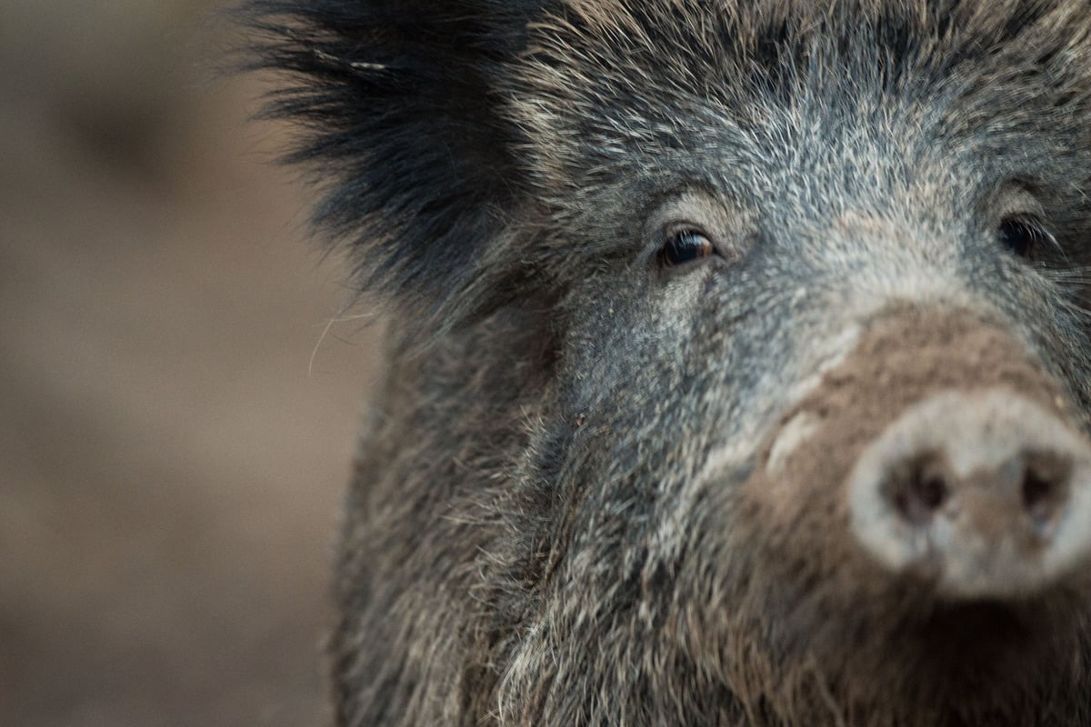 Schweinepest gefährlich nah: Das müssen Jäger, Förster und Landwirte nun wissen!