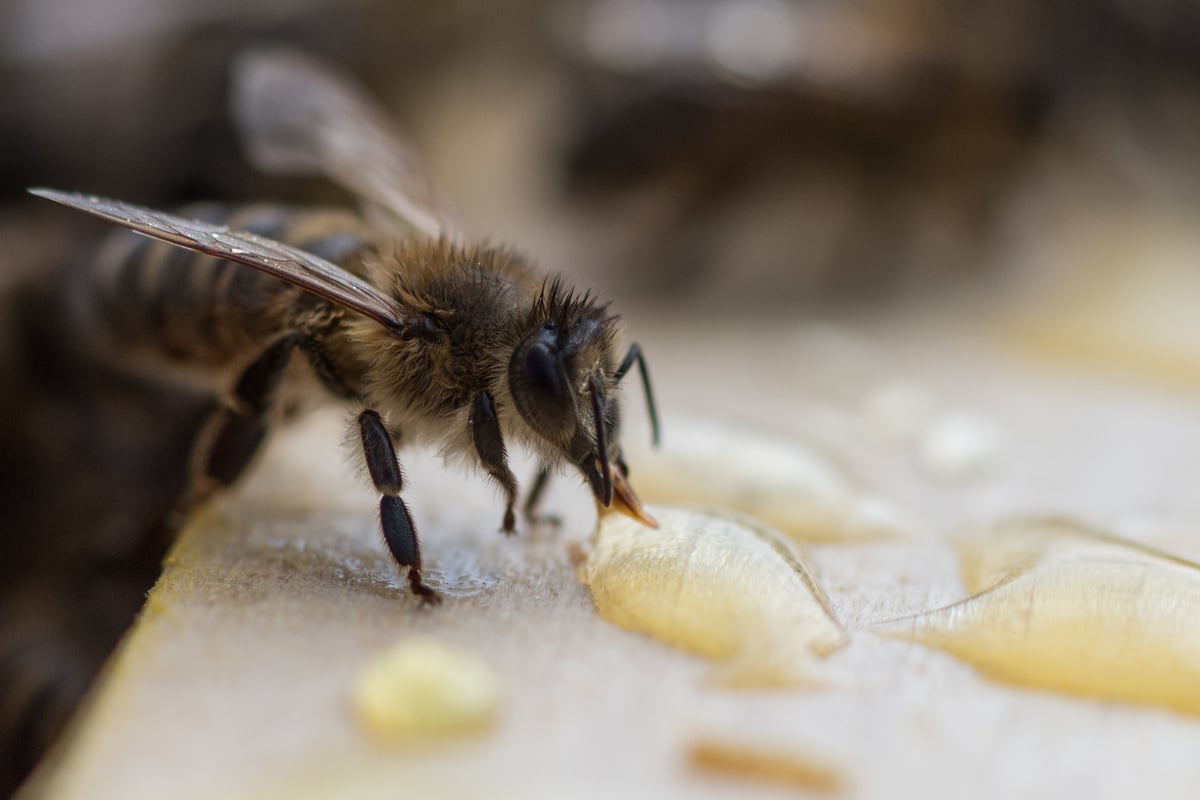 Sollte man Bienen mit Zuckerwasser füttern?