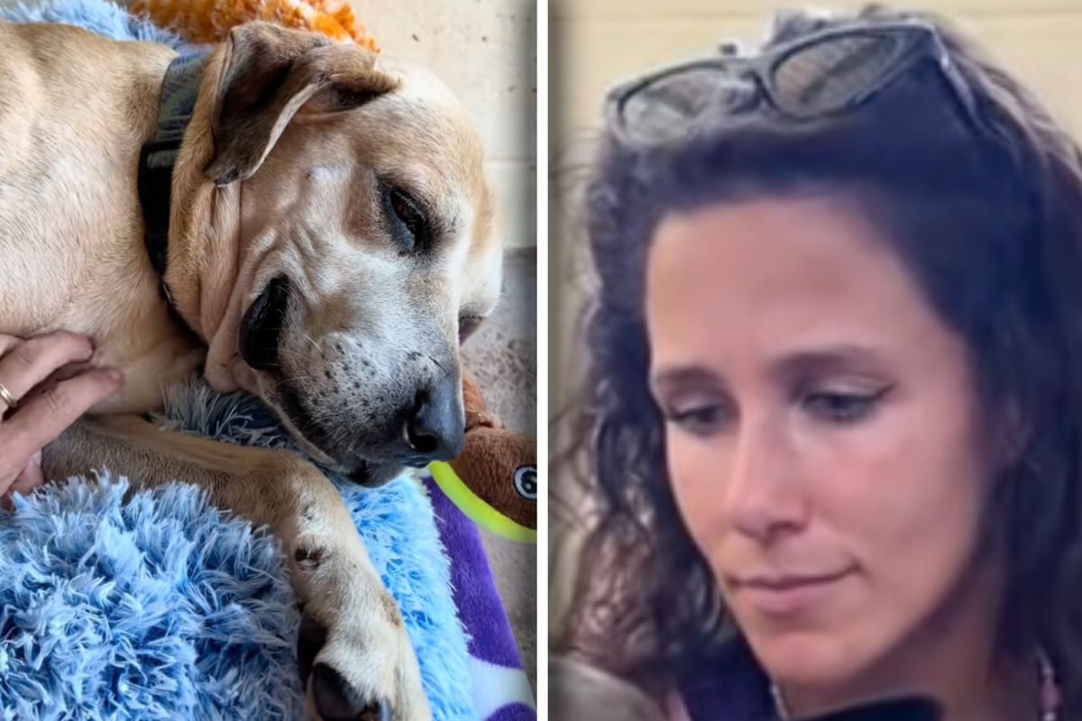 Sweet abandoned pup gets second chance thanks to shelter love