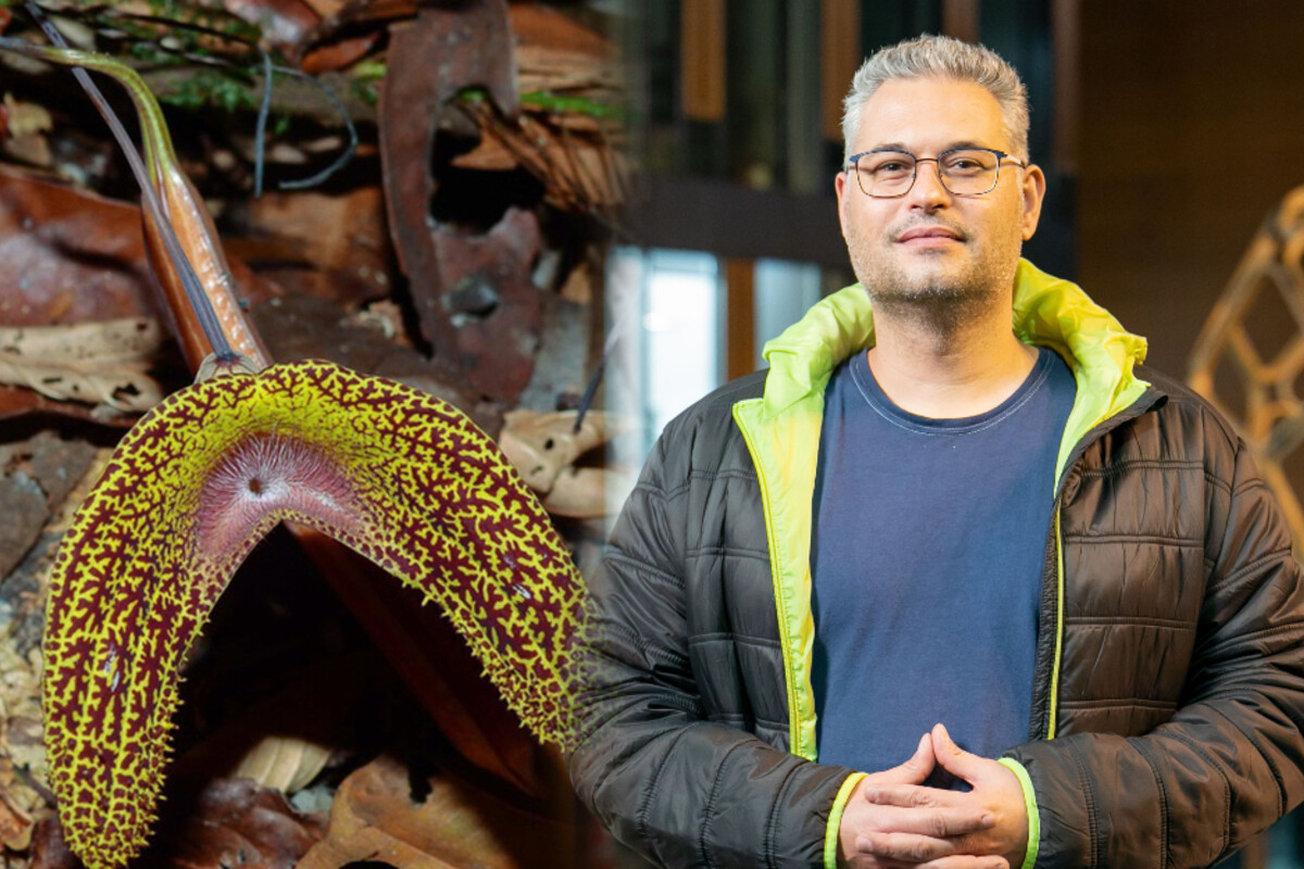 This climbing plant now bears the name of a Dresden researcher