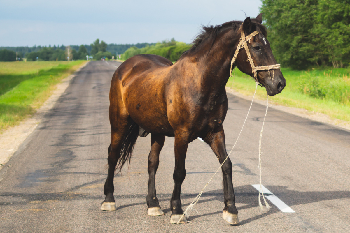 Auf der Fahrbahn stehendes Pferd kostet Autofahrer das Leben