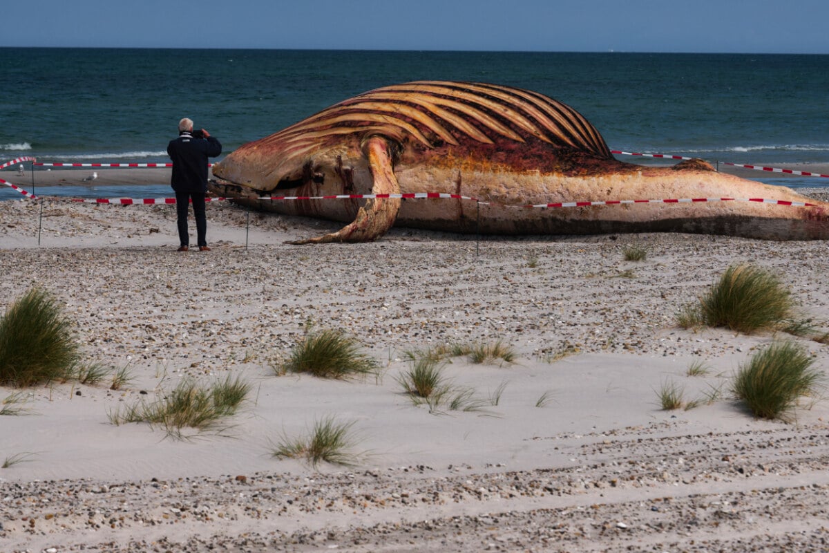 Toter Buckelwal am Strand von Anholt: So lange soll 