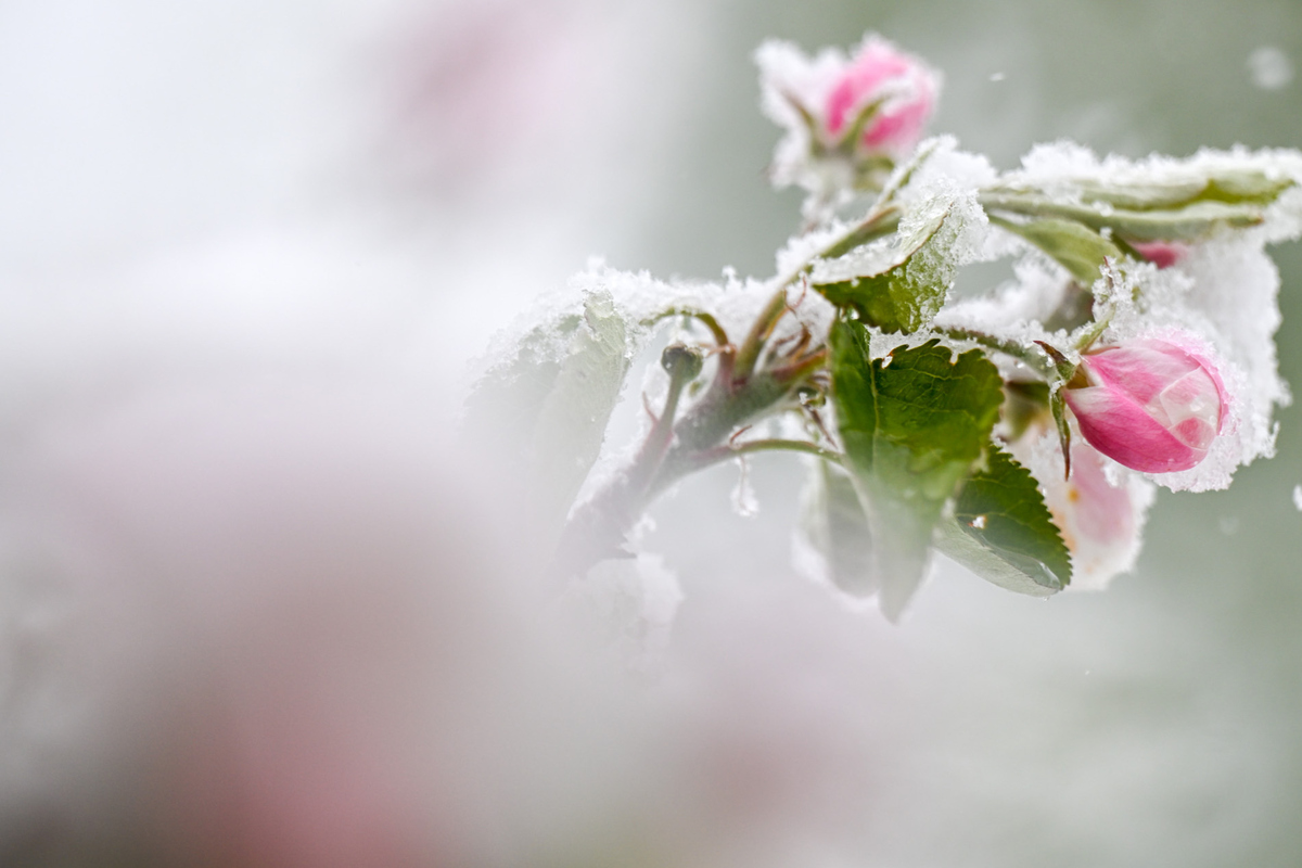 Was-den-Th-ringer-Obstbauern-in-diesem-Jahr-besondere-Sorgen-macht