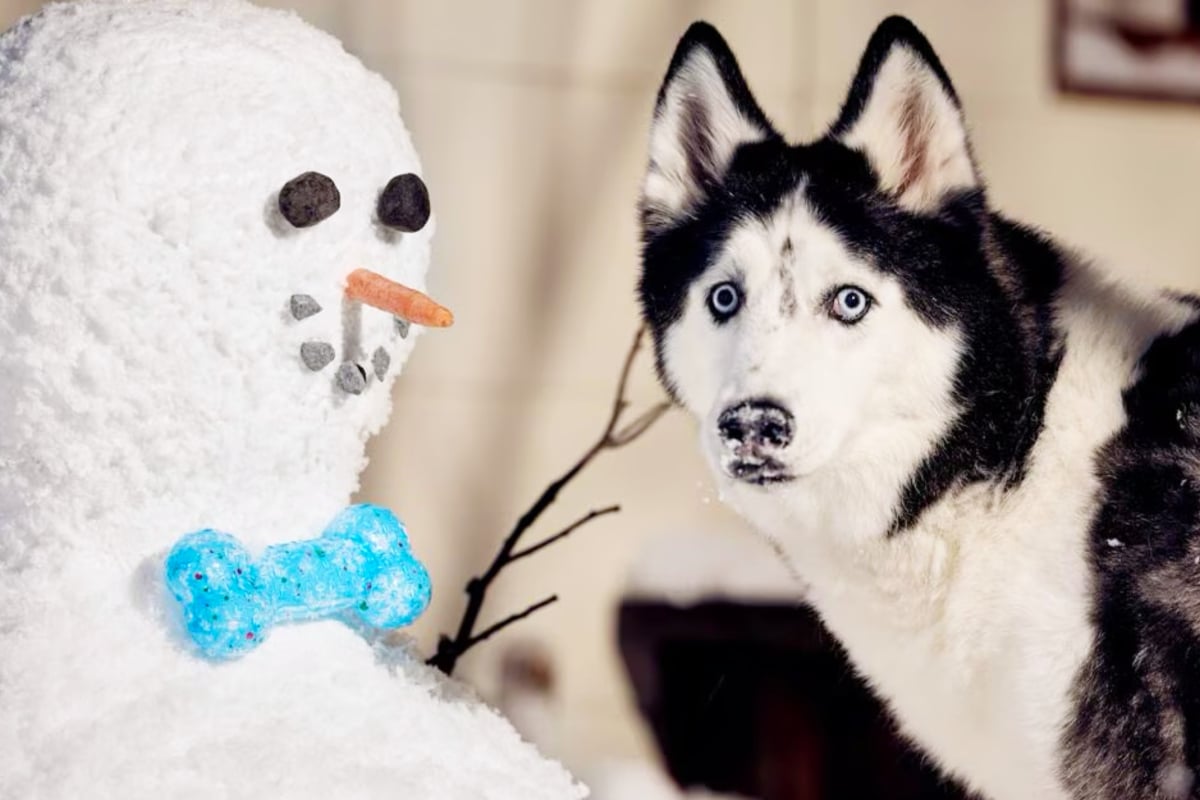 Grab these tail-Wagging Chewy Deals on Wednesday, November 12 - TAG24