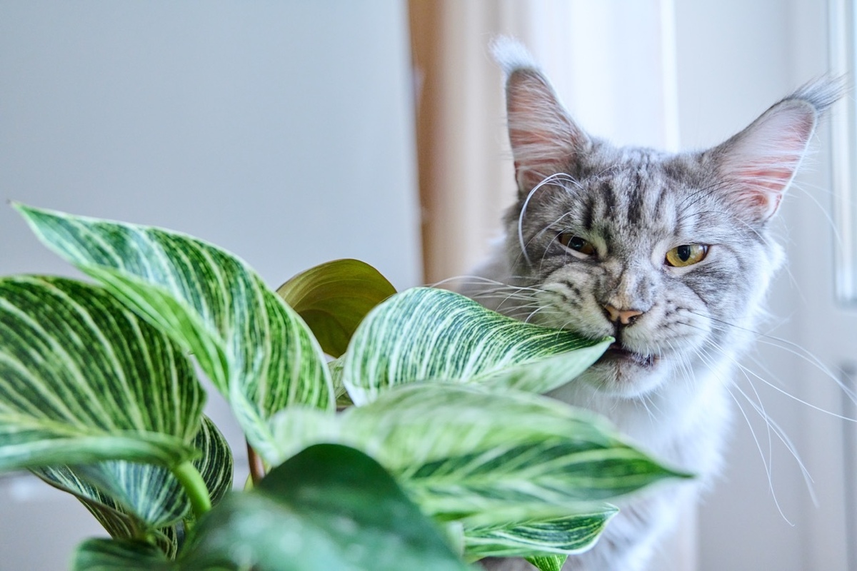 Best Cat Safe Houseplants How To Protect Your Cat