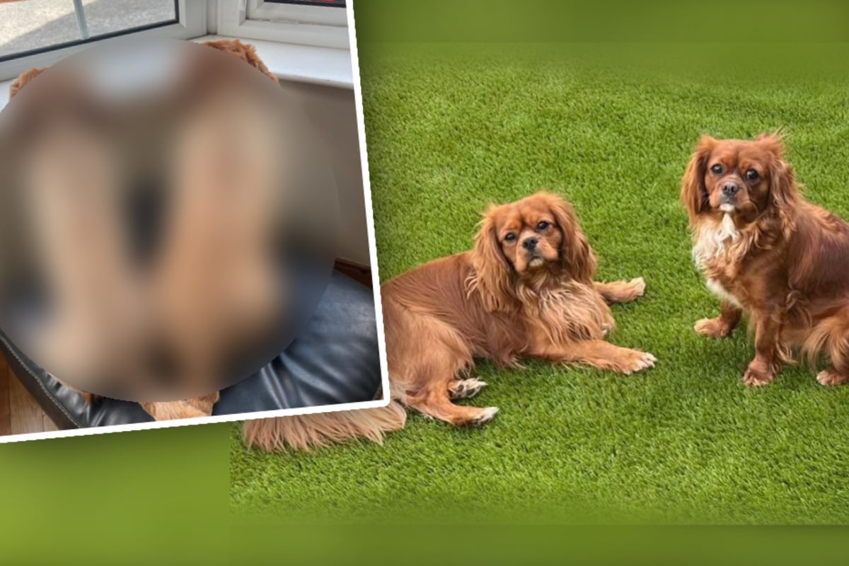 Frauchen ist geschockt, als sie sieht, wie ihre Hunde nach Friseur-Besuch aussehen
