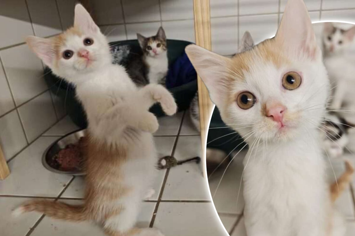 Tierheim-Kater-wartet-auf-sein-Gl-ck-Benito-tr-umt-von-einer-eigenen-Familie