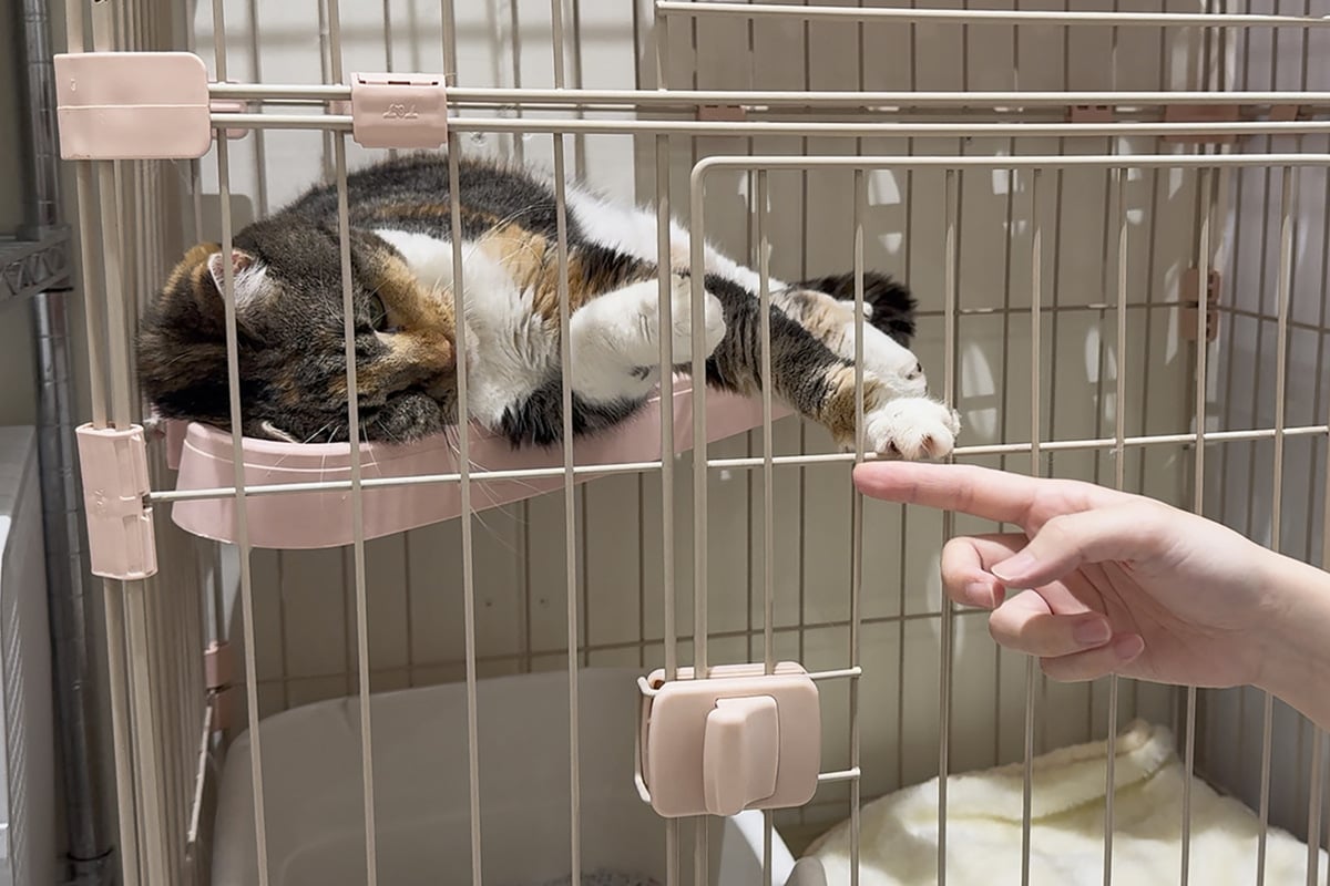 Dozens of cats escape Japanese mall struck by deadly earthquake!