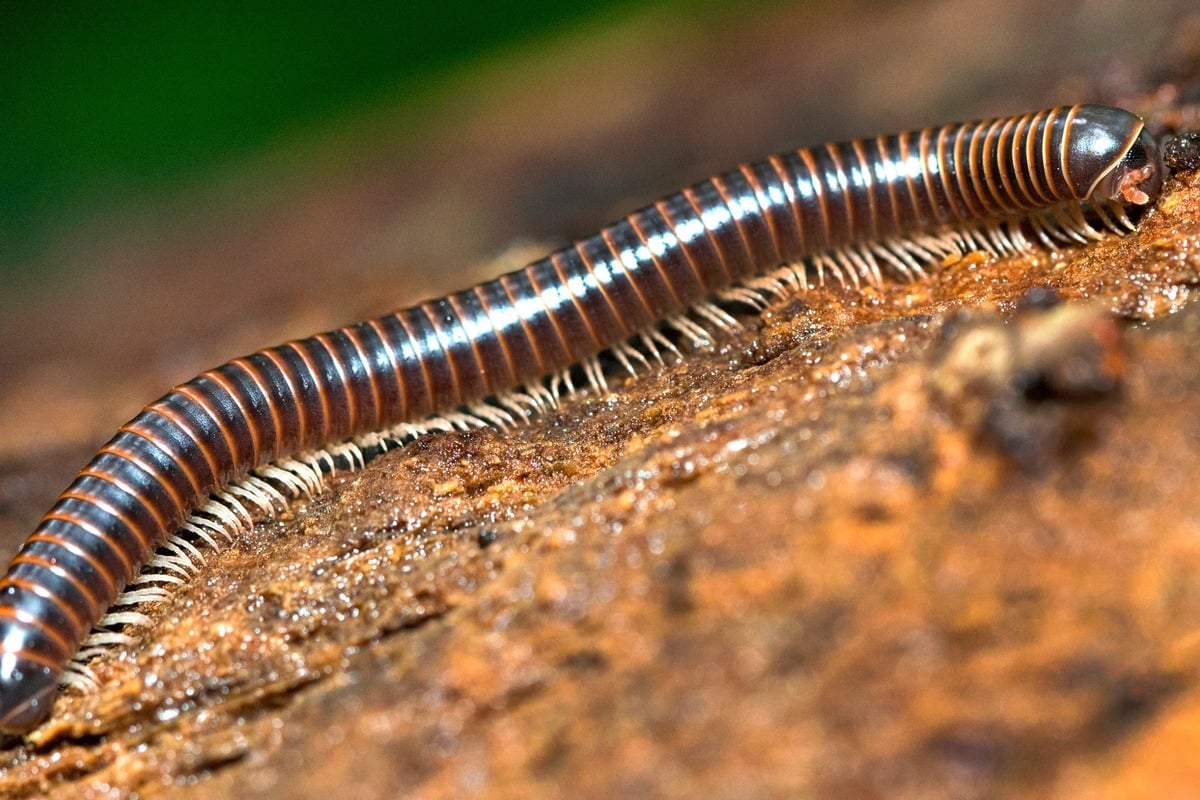 What animal has the most legs?