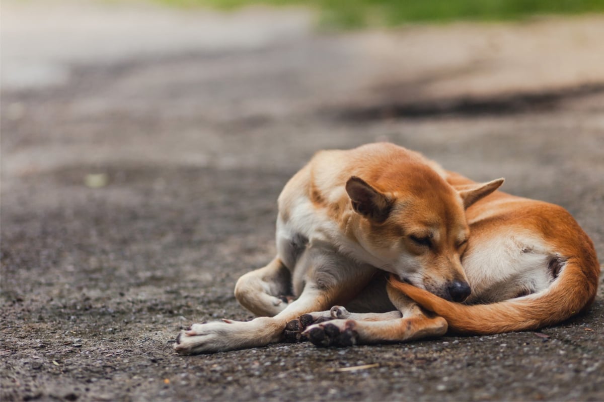 Hund Beisst Sich In Die Rute