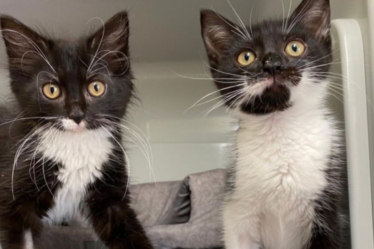 "Absolut niedlich": Zuckersüße Babykatzen suchen neues Zuhause