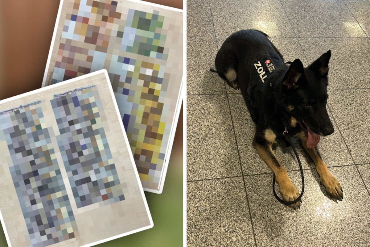 Zollhund schlägt an: Blick in den Koffer dieses Reisenden ruft sofort die Polizei auf den Plan
