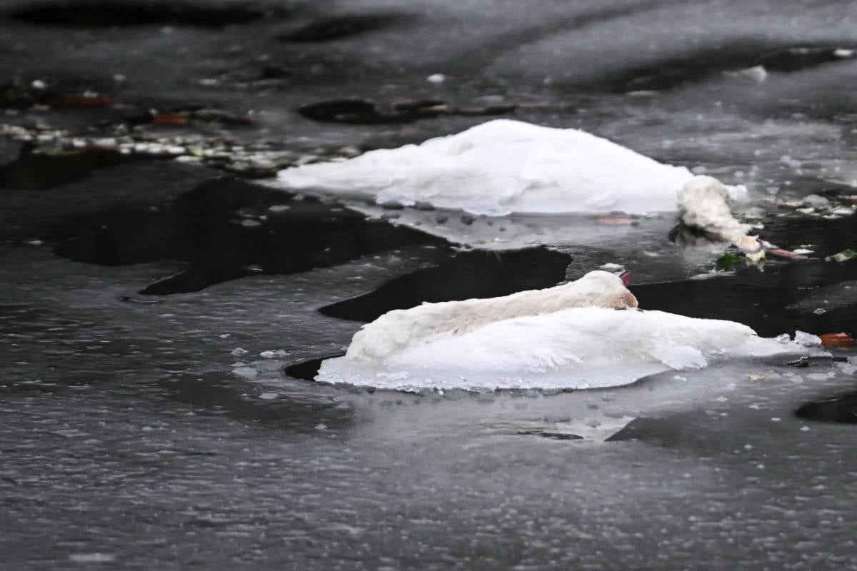 Viele Tote Schwäne im Eis: Woran starben die Vögel wirklich?