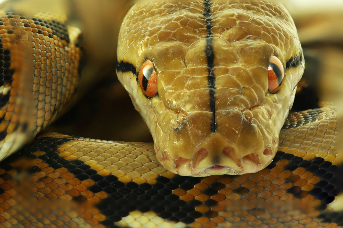 Rätselhafte Schlangenhaut im Keller gefunden: Haus evakuiert